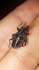 Lissonotus flavocinctus