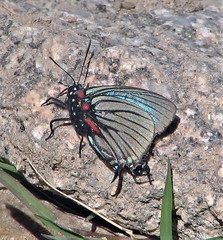 Atlides polybe