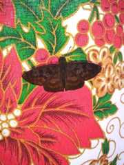 Anastrus sempiternus sempiternus