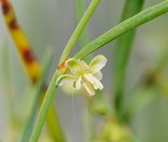 Muehlenbeckia diclina