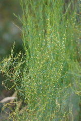 Muehlenbeckia diclina