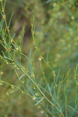 Muehlenbeckia diclina