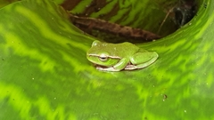 Ranoidea phyllochroa