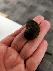 Pseudaneitea