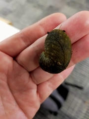 Pseudaneitea