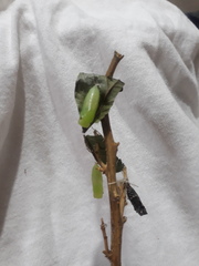 Anastrus sempiternus sempiternus