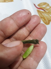 Anastrus sempiternus sempiternus