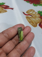 Anastrus sempiternus sempiternus