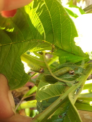 Anastrus sempiternus sempiternus