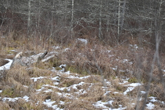 Chamaedaphne calyculata