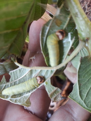 Anastrus sempiternus sempiternus