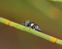 Astraeus pygmaeus