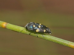Astraeus pygmaeus
