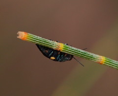 Astraeus pygmaeus