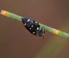Astraeus pygmaeus