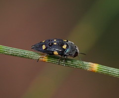 Astraeus pygmaeus