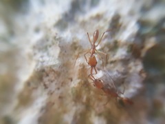 Anochetus micans