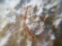 Anochetus micans