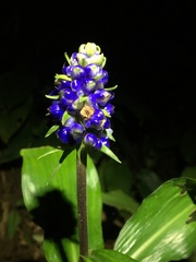 Dichorisandra paranaensis