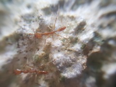Anochetus micans