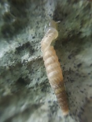Brachypodella speluncae