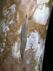 Meghimatium pictum