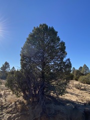 Pinus quadrifolia