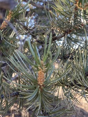 Pinus quadrifolia