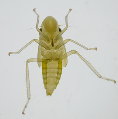 Graphocephala atropunctata