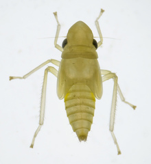 Graphocephala atropunctata