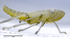 Graphocephala atropunctata