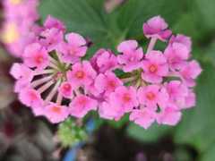 Lantana camara