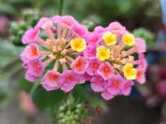 Lantana camara