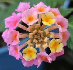 Lantana camara