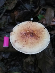 Macrolepiota colombiana