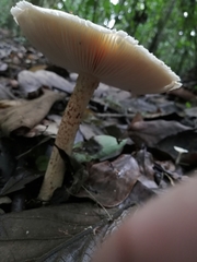 Macrolepiota colombiana