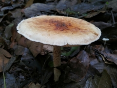 Macrolepiota colombiana