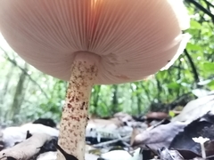 Macrolepiota colombiana