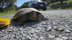 Actinemys marmorata pallida