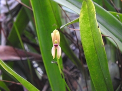 Maxillaria lineolata