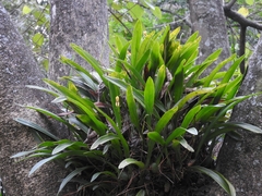 Maxillaria lineolata