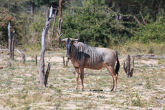 Connochaetes taurinus cooksoni