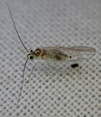 Stenopsocus