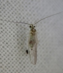 Stenopsocus
