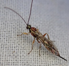 Tromatobia lineatoria