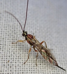 Tromatobia lineatoria