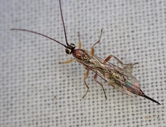 Tromatobia lineatoria