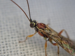 Tromatobia lineatoria