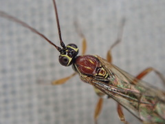 Tromatobia lineatoria
