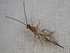 Tromatobia lineatoria